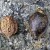Almonds from the tree Almonds from the tree