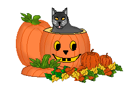 Cute Black Cat And Pumpkins In This Photo