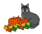 Cut Black Cat And Pumpkins In This Photo 