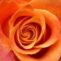 ~ Love Has Everything to Do With Everything! ~