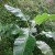 Plantain Plant Plantain Plant