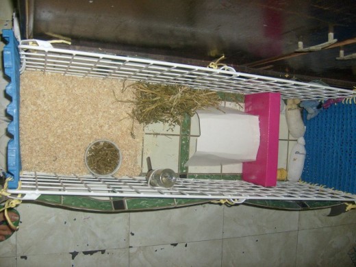 their new cage! yey! ^_^