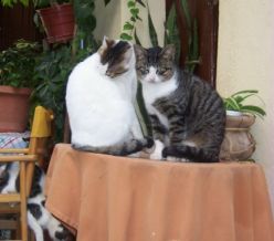 Cretan Cats