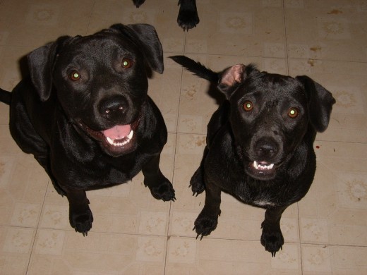 We have NEVER had a bath and are proud of it!