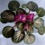 African Violet leaves are very inexpensive and because there are over 20,000 varieties of African Violets, you are bound to fall in love with a few! This one is called "Rare Tapestry" African Violet leaves are very inexpensive and because there are over 20,000 varieties of African Violets, you are bound to fall in love with a few! This one is called "Rare Tapestry"