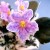 This African Violet variety is called "Sugarfoot" This African Violet variety is called "Sugarfoot"