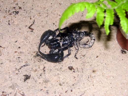 Scorpion with stinger removed for picture taking purpose at the Butterfly Farm