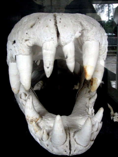 A skeleton of a croc on display at the Crocodile Farm