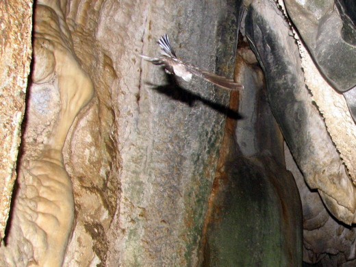One of the many swiflets inside the cave