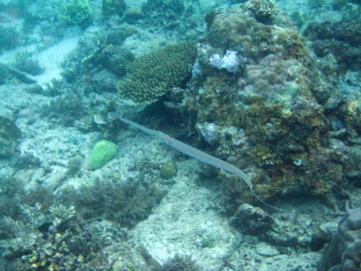 We didn't need to dive to see a trumpet fish pass by at the helicopter island - snorkeling was enough