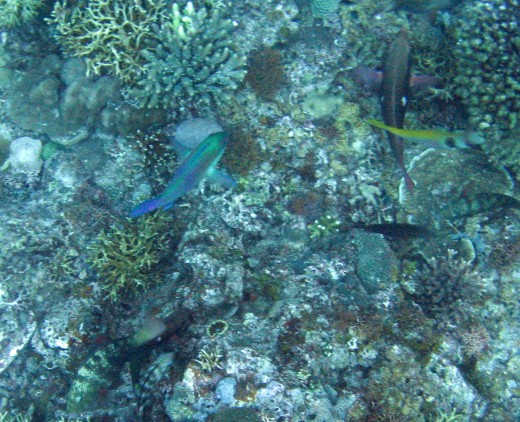 There were lots of fish and hard corals at helicopter island
