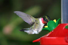 ruby throated hummingbird sipping nectar