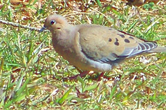 mourning dove