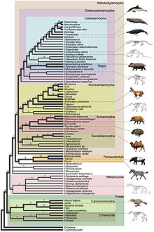 Chart showing Suborder- Mesonychia