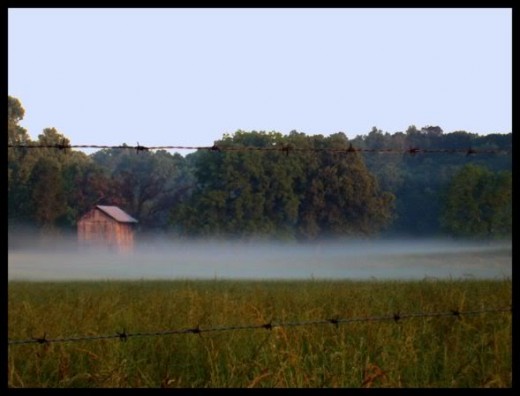 Beautiful morning. Beautiful fog.