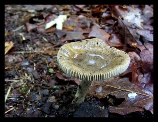 I love how this tiny mushroom is holding that little bit of rain.