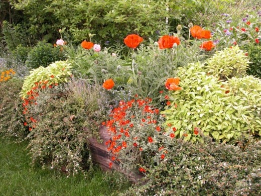 Sage and poppies can make a startling contrast in a mixed border garden that combines the use of evergreen herbs and perennials.