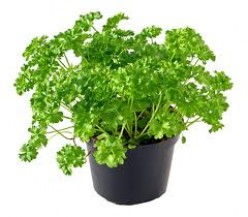 Parsley Herb and Its Benefits