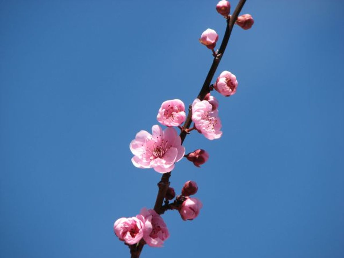 Cherry blossoms, Melbourne, Australia.