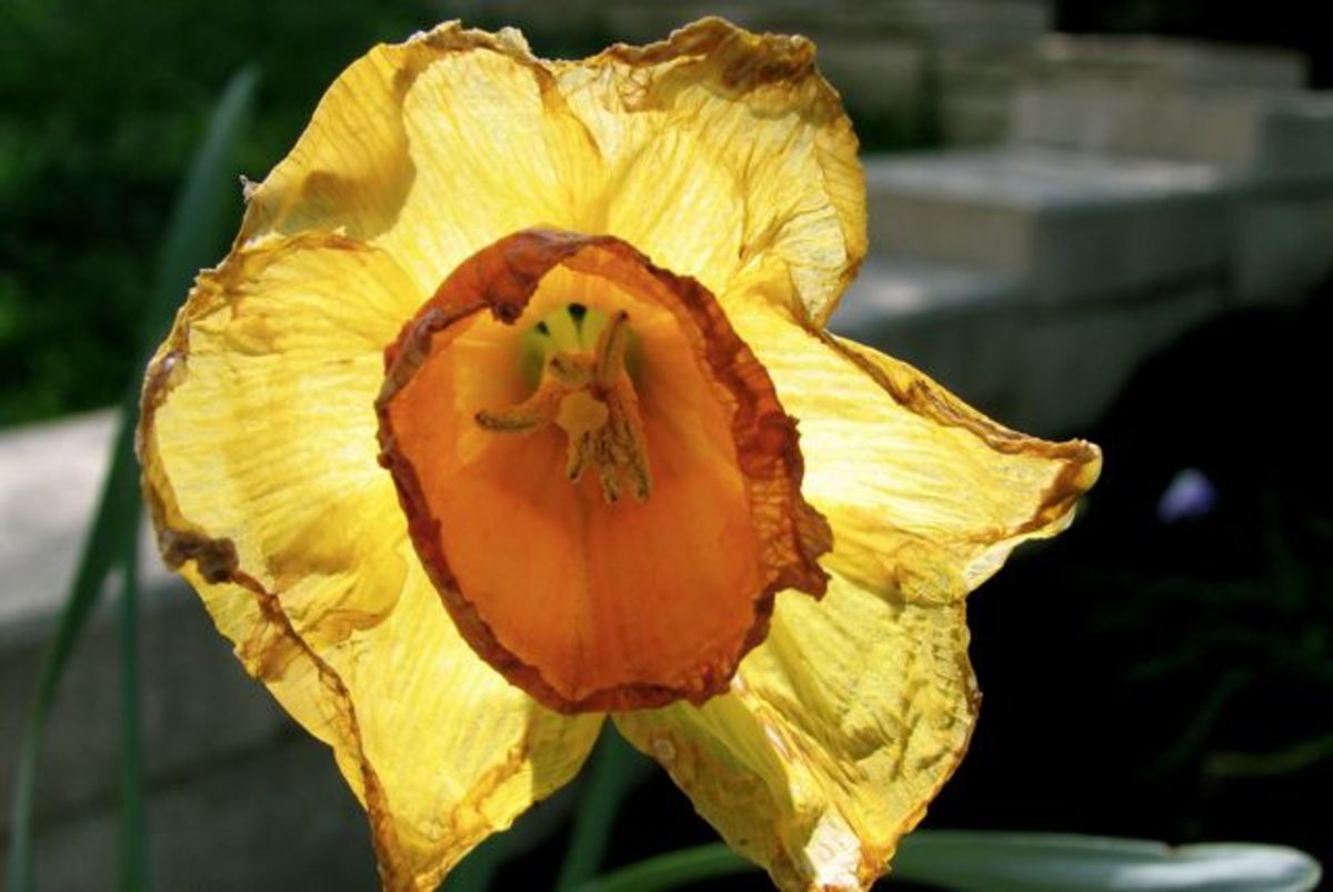 Old daffodil, Melbourne, Australia.