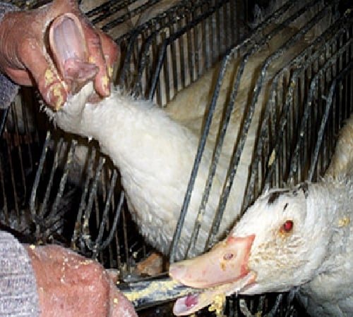 Geese being force fed corn and fat through a metal tube at a Foie gras factory