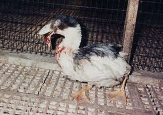 A goose with a broken bill in Foie gras factory