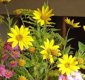 The pretty yellow sunflower-like flowers are excellent for cutting. 