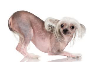 Hairless dogs, such as the Chinese Crested, often produce less dander than other breeds and may work well for an owner with allergies.