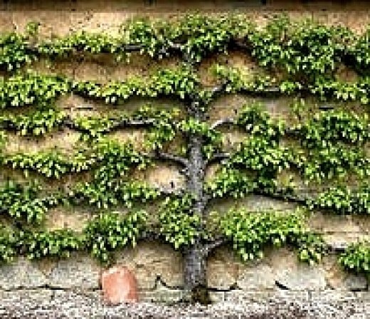 How to Espalier Apple Trees, Tips for Pruning, Multi ...