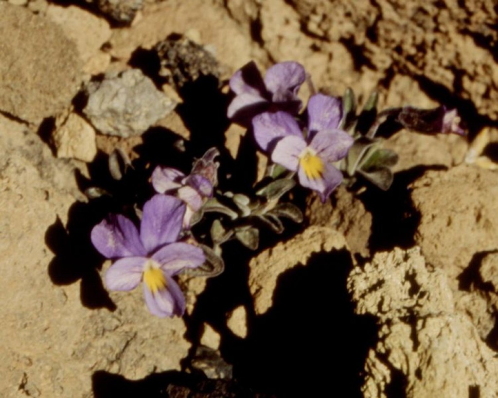 Teide Violet and other endangered Canary Island wild flowers found on