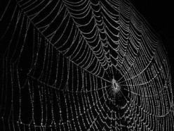 A web of lies, admirable or disgusting