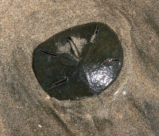 Sand dollar found on Sanibel Island, Florida.