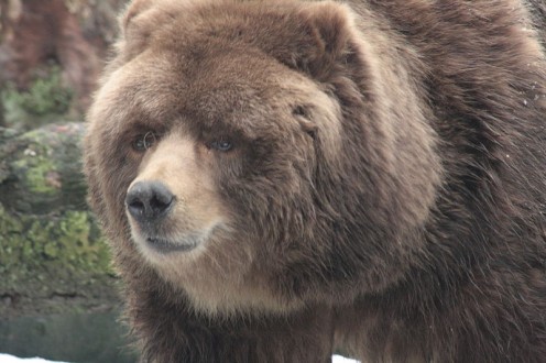 Kodiak Bears