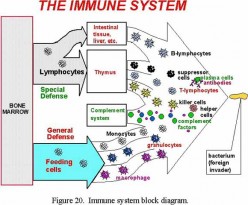 10 Simple Ways to Boost your Immune System