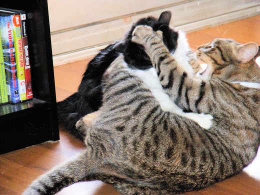 Even as only Cat #3, Foot still got fangy.