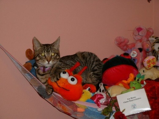 Foot in his vertical kingdom, dominating his plushier subjects.