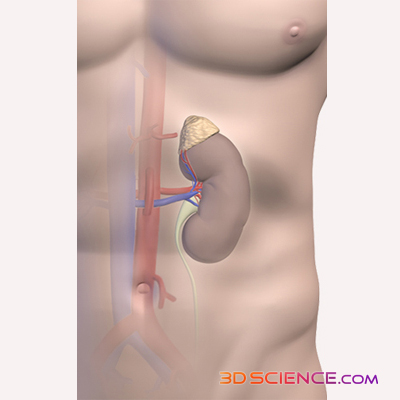 The adrenal gland in the image above is the small triangular shaped gland sitting on top of the kidney.  Pictures courtesy of 3DScience.com.
