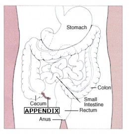 What Does The Human Appendix Do?