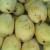 Sweet Mangoes (All photos by Travel Man) Sweet Mangoes (All photos by Travel Man)