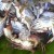Crabs Crabs