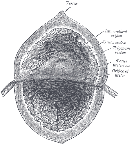 Interior view of the urinary bladder - Gray's Anatomy, 1918.