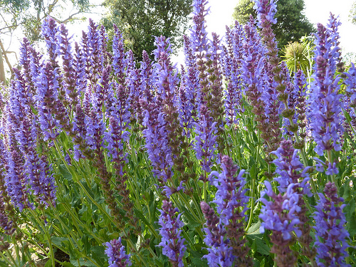 Lavender