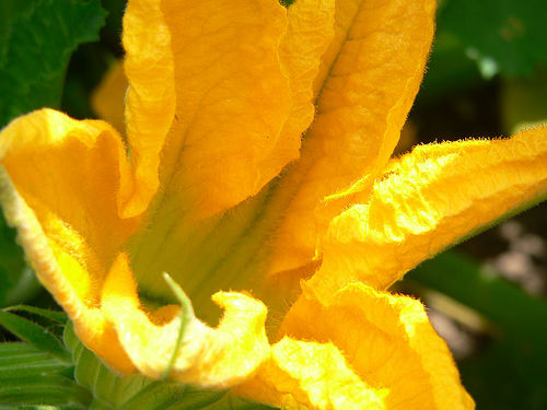 Courgette Flower
