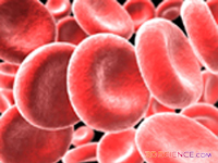 Red Blood Cells - Pictures courtesy of 3DScience.com