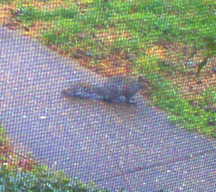 A squirrel comes up the walkway for a visit.  Perhaps he's looking for a new home?