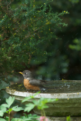 American Robin migrates only short distances as a rule