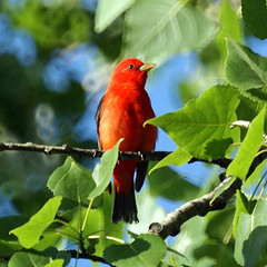 Scarlet Tanager spends its winters in South America and comes back up north to breed