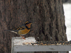 Varied Thrush migrates from east to west and back again.