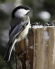 Black Capped chickadee dining on sunflower seeds.