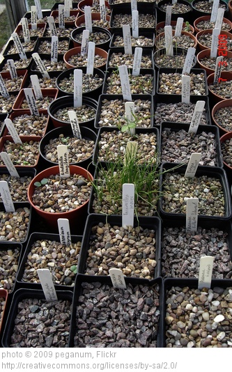 It's great seeing your pots all lined up and growing nicely!